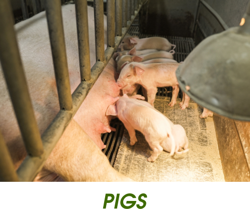PIGS