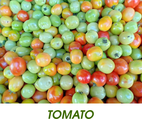 TOMATO