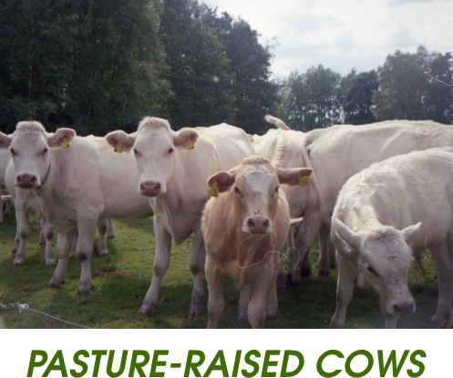 PASTURE-RAISED COWS
