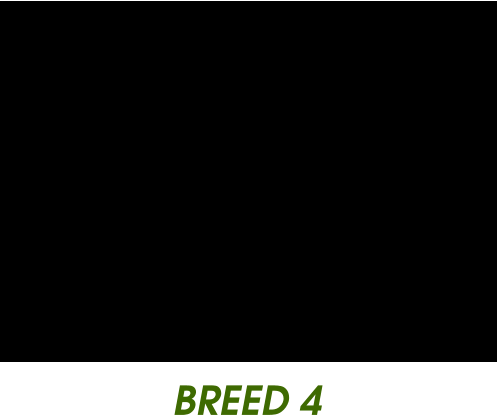 BREED 4