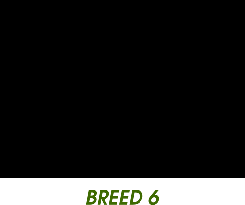 BREED 6