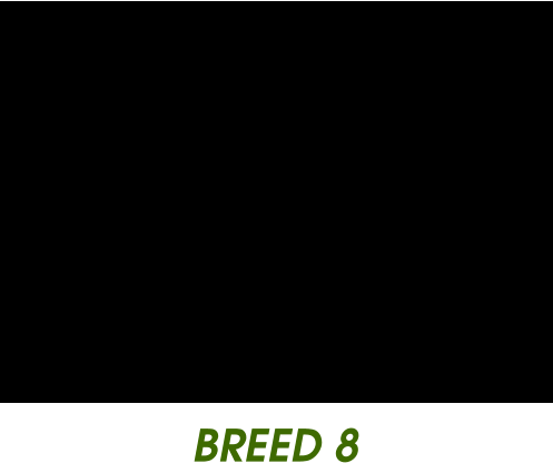 BREED 8
